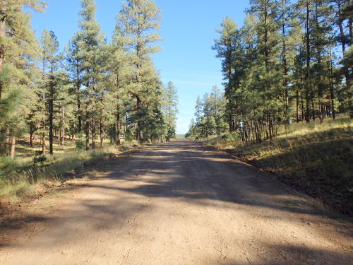 GDMBR: We're northbound on NF-214 in higher elevation rolling pine woodlands.
